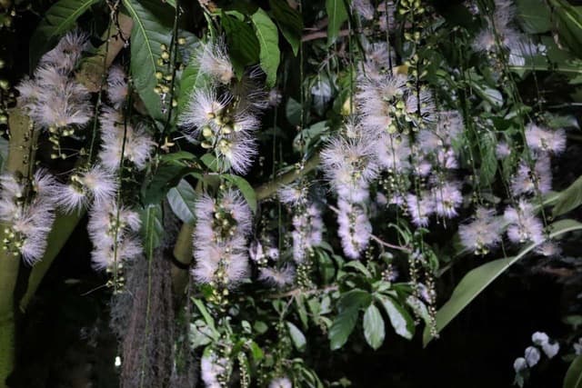 夜の神代植物公園 ☀️【9月27日】宵月の花散歩🌙【十五夜】夕涼み【ライトアップ】夜散歩🌙